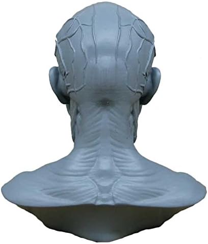 Модел на човека Занаят Анатомия на Черепа на Главата, Мускули, Кости Медицински Художник Фигура Проучване (Син)